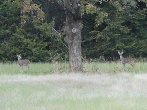 Tbd School House Road, Forestburg, TX 76239