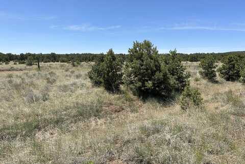 Rabbit, PIE TOWN, NM 87827