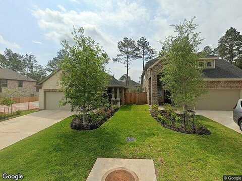 Lacebark Elm, WILLIS, TX 77318