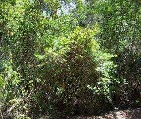 126 Edward Teach, Bald Head Island, NC 28461