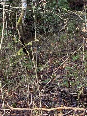 Lot 53a Fiesta Blvd, Sevierville, TN 37876