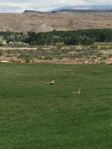 TBD Coyote Dr, Greybull, WY 82426