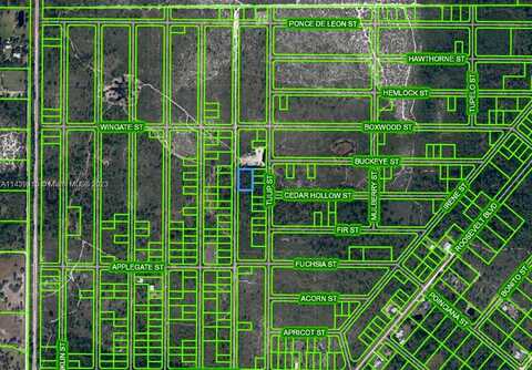 Papaya, LAKE PLACID, FL 33852