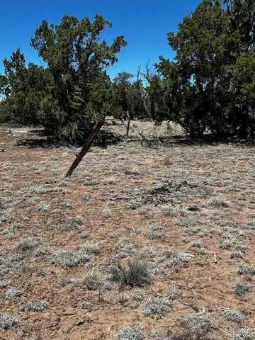 XX Tomahawk, Quemado, NM 87829