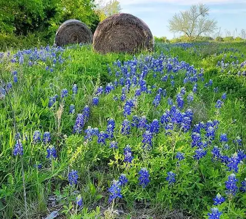 Acres Fm 513 S, Lone Oak, TX 75453