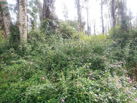 PAHOA RD, Pahoa, HI 96778