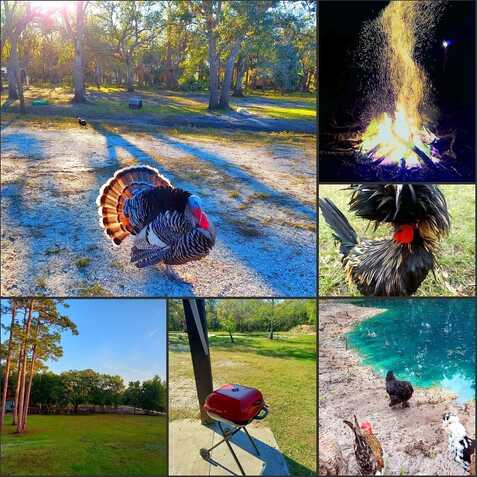 Blossom, ARCADIA, FL 34266