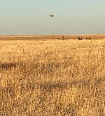 Rd 11 Ironhorse Road, Sharon Springs, KS 67762