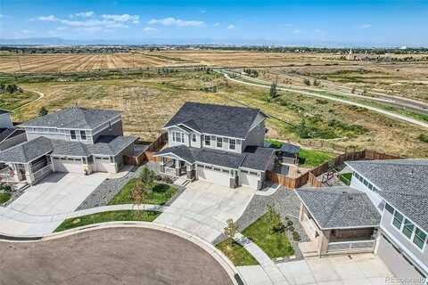 Marsh Hawk, BRIGHTON, CO 80601