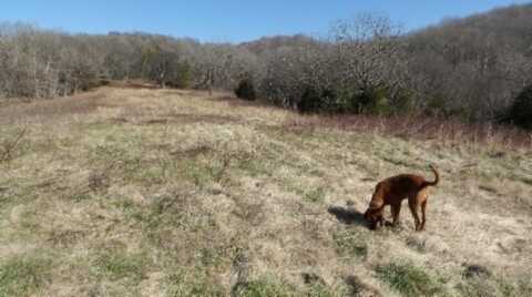 58.08ac Spring Fork Rd, GRANVILLE, TN 38564