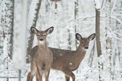 DEERFOOT AND PINETREE Road, Albrightsville, PA 18210