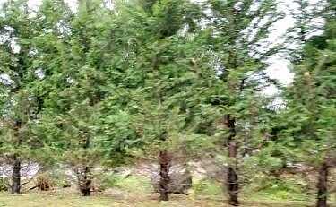 Osborn, RIVERHEAD, NY 11901