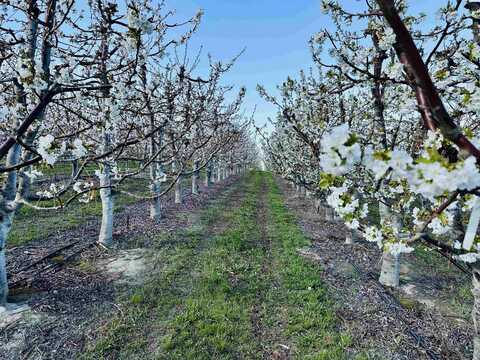 Tbd E Terril Road, Kennewick, WA 99337