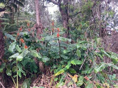 19-3950 HOONANEA ST, Volcano, HI 96785