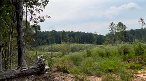 4286 Sheep Ranch Rd, Louisville, MS 39339