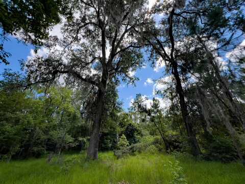 006 Brushy Hammock, Mayo, FL 32066