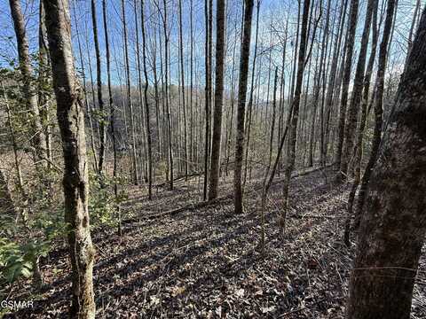 3.18 Acres Blue Mill Road, Del Rio, TN 37727