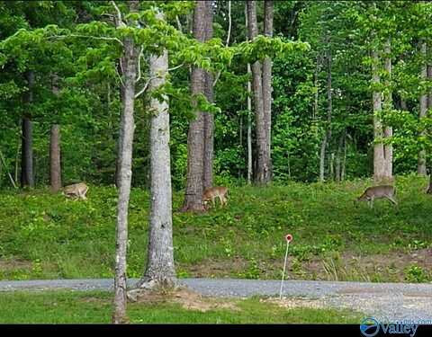 1805 County Road 103, Mentone, AL 35984