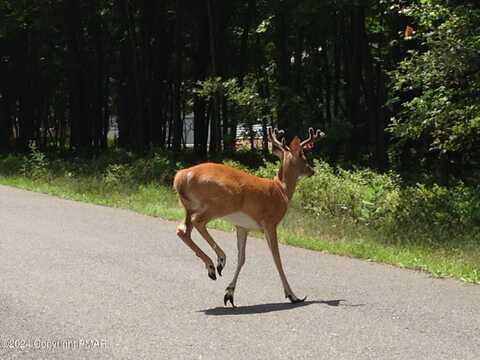 B566 Teddyuscung Trail & Byron Lane, Albrightsville, PA 18210