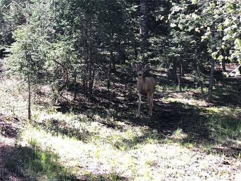 60 Oak Ridge Drive, Manitou Springs, CO 80829