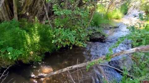 175 Bear Cub Hollow, South Fork, CO 81154