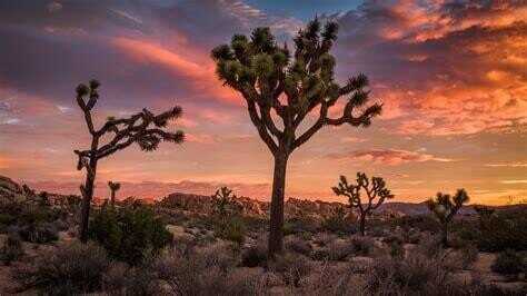 Na Joshua Tree Hwy 62, Joshua Tree, CA 92252