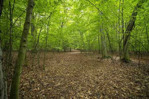 Wildwood Trail, Manistee, MI 49660