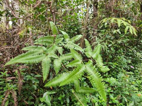 PIKAKE RD, PAHOA, HI 96778