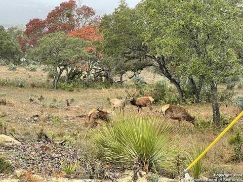 Lot 54 Blackbuck Trail, Pipe Creek, TX 78063