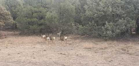 CR 322, Los Ojos, NM 87551