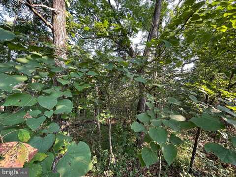 50 TUPELO, SPRINGFIELD, WV 26763