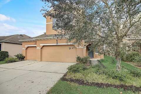 Celtic Ash, RUSKIN, FL 33573