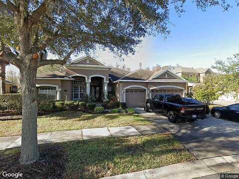 Climbing Aster, TAMPA, FL 33647