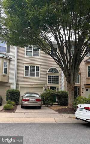 Spice Bush, LAUREL, MD 20724
