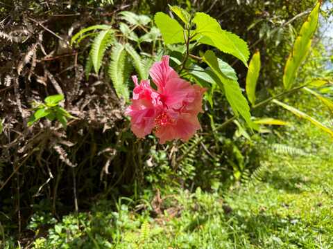 ROAD 4 (IO KEA), Mountain View, HI 96760