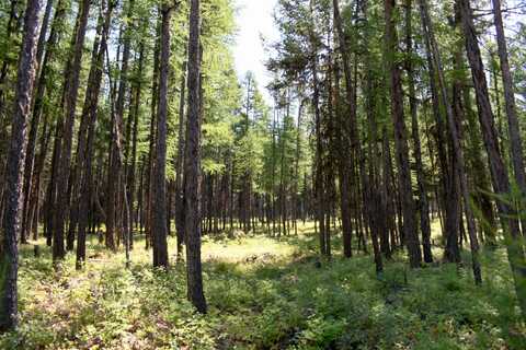 Phills Lake Road lot: 2B, Rexford, MT 59930
