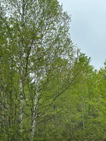 On KELLY FIRE LN, Tomahawk, WI 54487