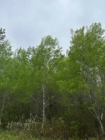 On BURROWS LAKE RD, Tomahawk, WI 54487