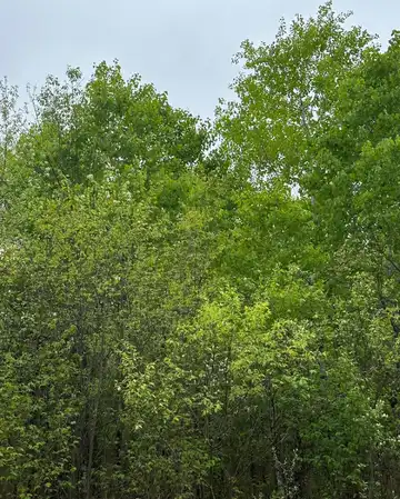 On KELLY DAM RD, Tomahawk, WI 54487