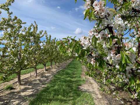 Tbd E Terril Road, Kennewick, WA 99337
