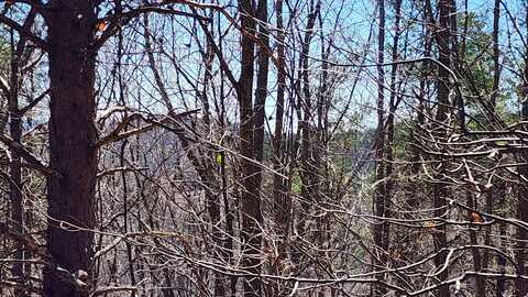 320 Foggy Cut Lane, Landrum, SC 29356