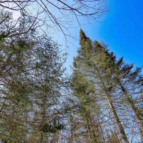 xxx County Hwy 8, Finland, MN 55603