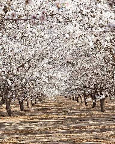 Greenwood Glen, SHAFTER, CA 93263