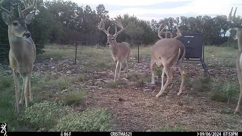 919 SD, Rocksprings, TX 78880