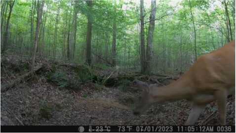43 Ridgetop Rd, Other, TN 38461