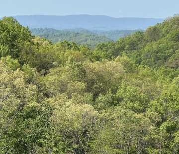 OFF Black Valley (459 acres) Road, Sneedville, TN 37869