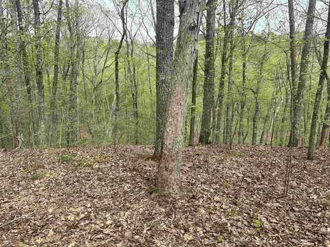 00 HOLLOW TREE, Savannah, TN 38372