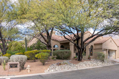 Coatimundi, TUCSON, AZ 85750