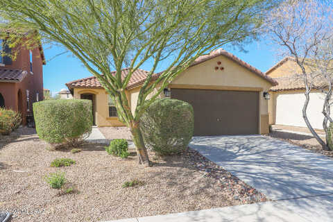 Desert Fauna, TUCSON, AZ 85747