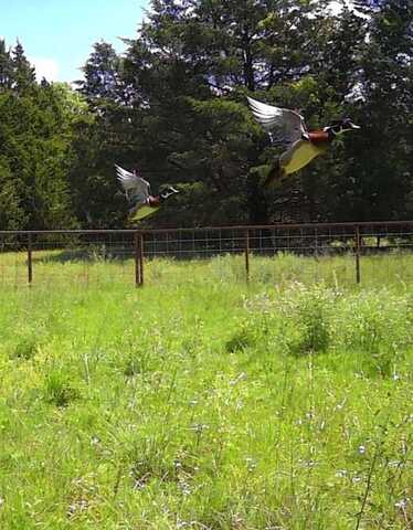 58 Acres 305 Stuckey, Gordonville, TX 76245